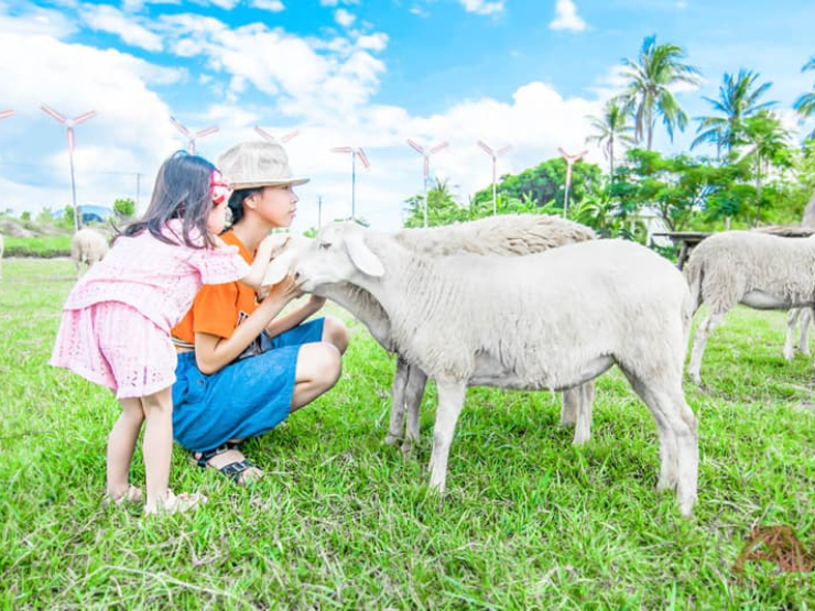 NT-06: Đồng Cừu -Vườn Nho - Hang Rái - Vĩnh Hy